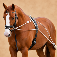 Collection image for: Lunging & Training