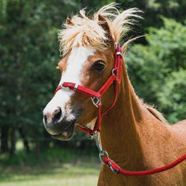 ShowStar PVC Miniature Halter - Red