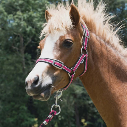 ShowStar Miniature Horse Halter - Fuchsia and Black