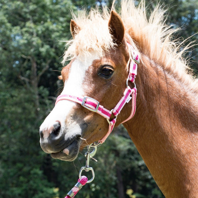 ShowStar Miniature Horse Halter - 2tone Pink