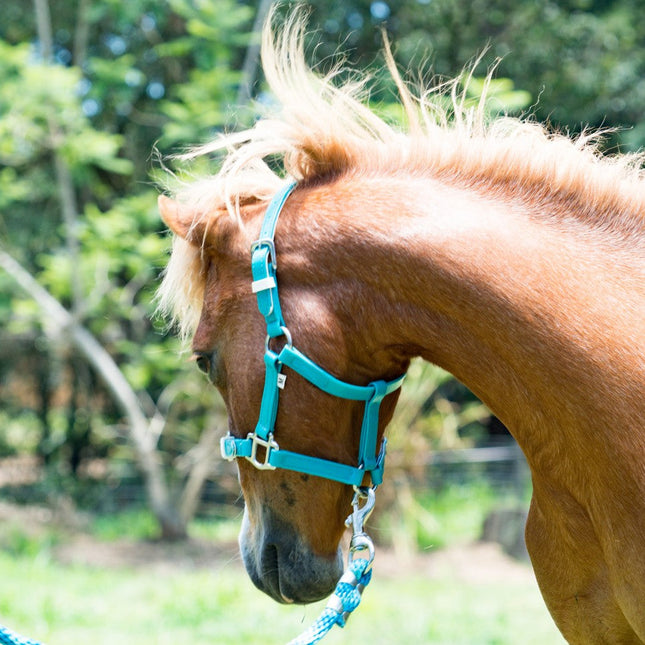 ShowStar PVC Miniature Halter - Teal