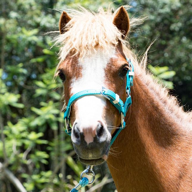 ShowStar PVC Miniature Halter - Teal