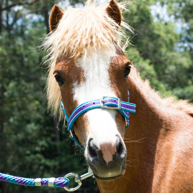 ShowStar Miniature Horse Halter - Purple/Teal/White