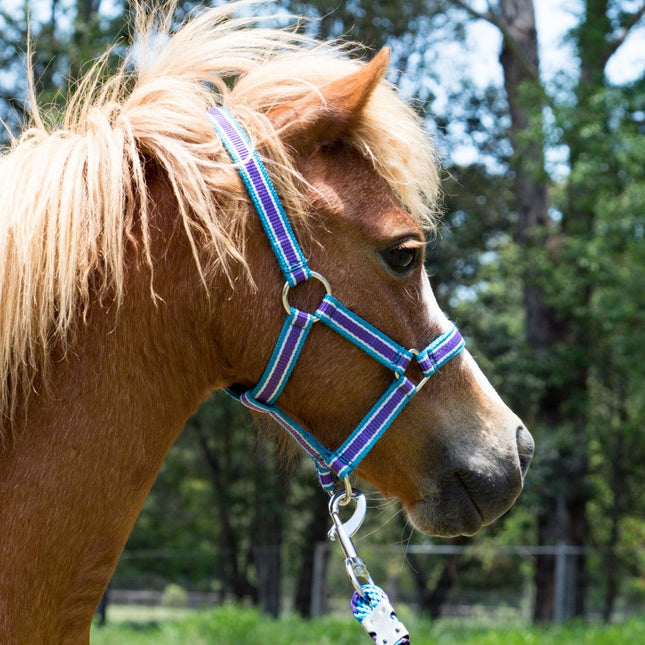 ShowStar Miniature Horse Halter - Purple/Teal/White