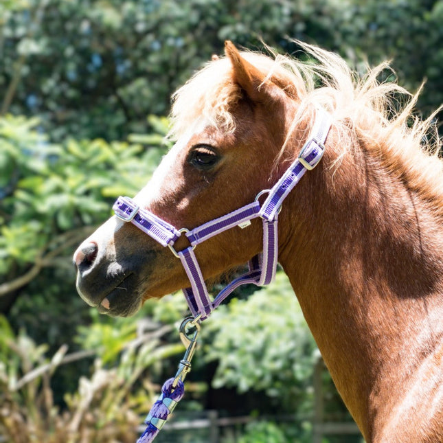 ShowStar Miniature Horse Halter - 2tone Purple