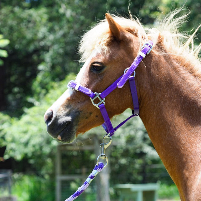 ShowStar PVC Miniature Halter - Purple