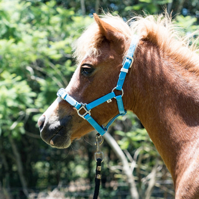 ShowStar PVC Miniature Halter - Sky Blue