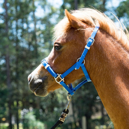 ShowStar PVC Miniature Halter - Royal Blue