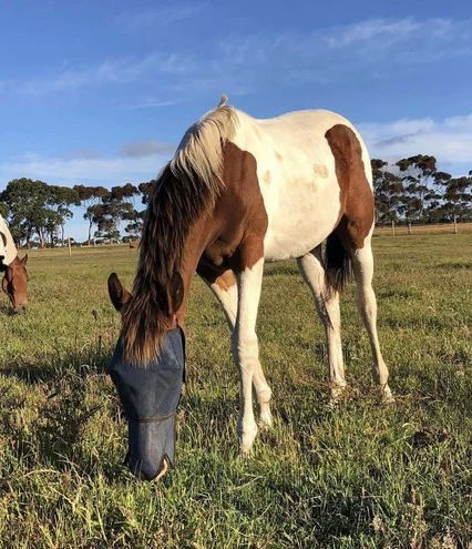 Flyveils By Design - Fly Mask Extended Nose