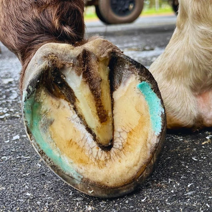 Beeswax BLUE Balls® Hoof Wall Crevice Wax