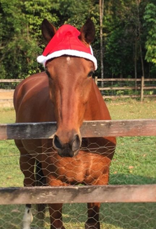 Christmas Horse Santa Hat