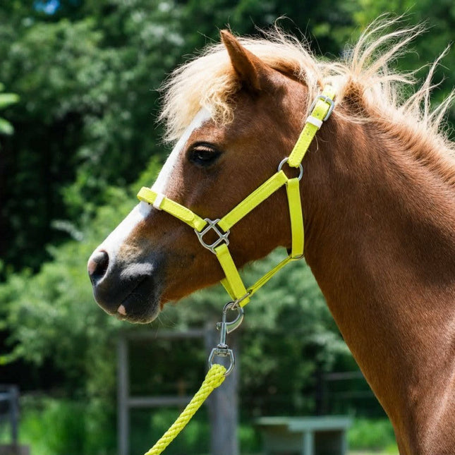 ShowStar PVC Miniature Halter - Yellow